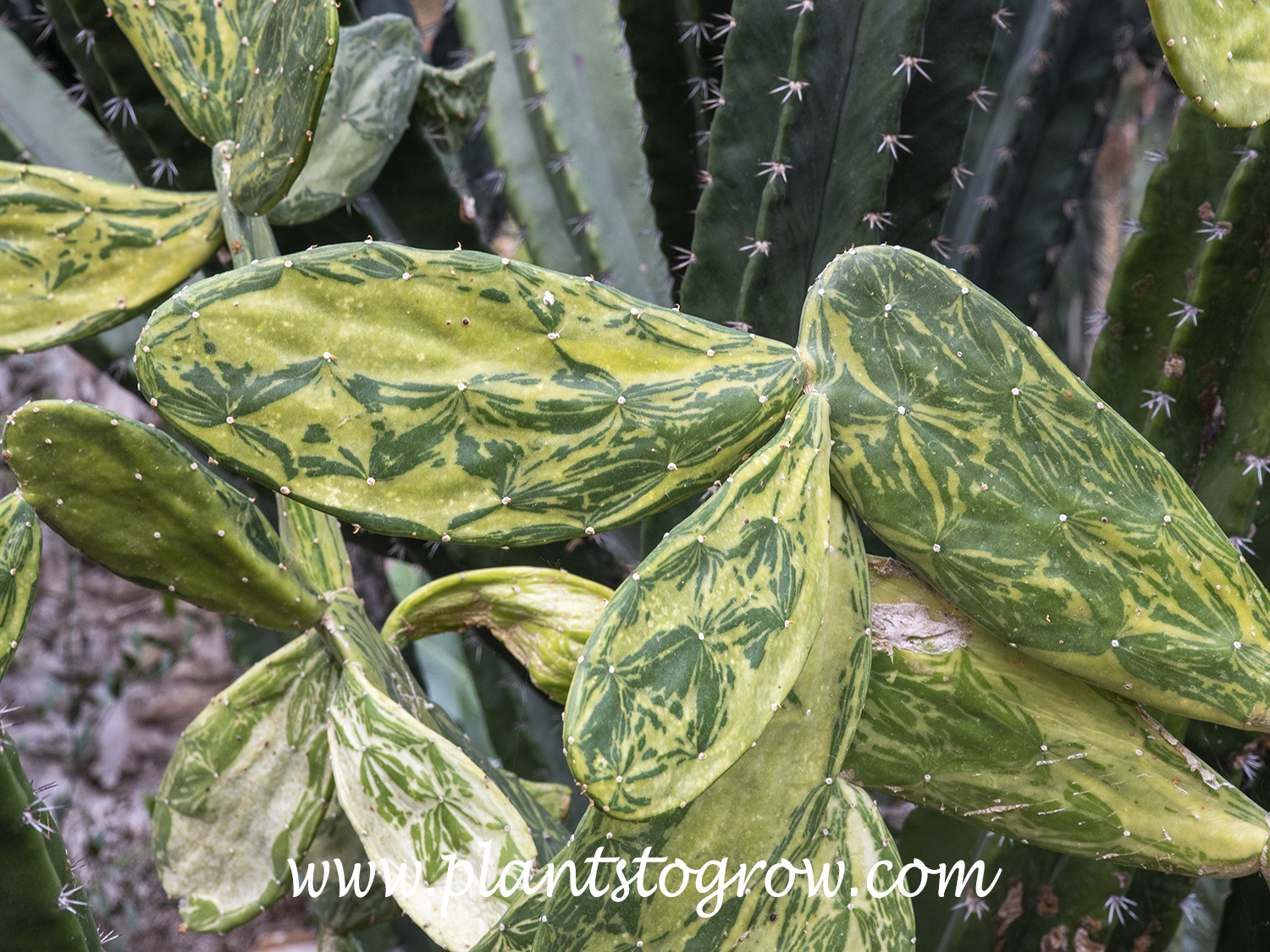 Warm Hand Cactus (Nopalea cochenillifera var. Variegata)
Has nice bright yellow mottled varigation.